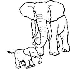 Elephant 14